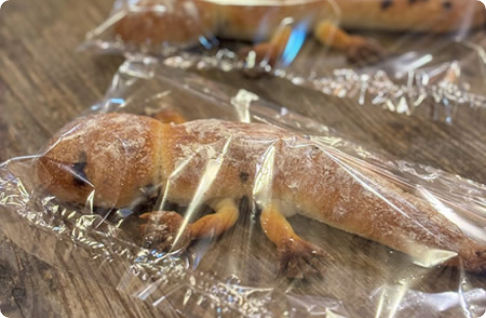 テープやビニタイで留める