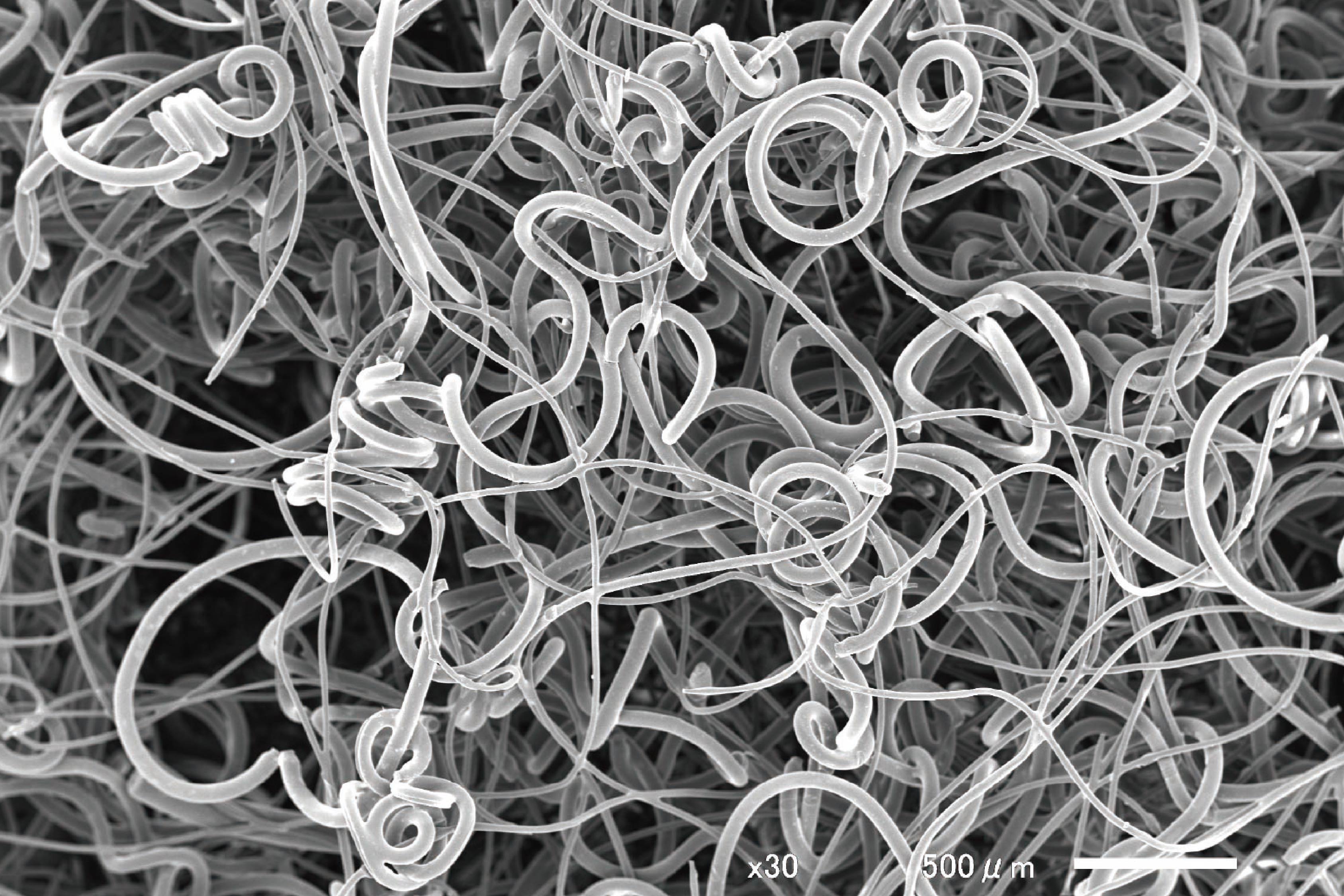 セカンドスポンジ