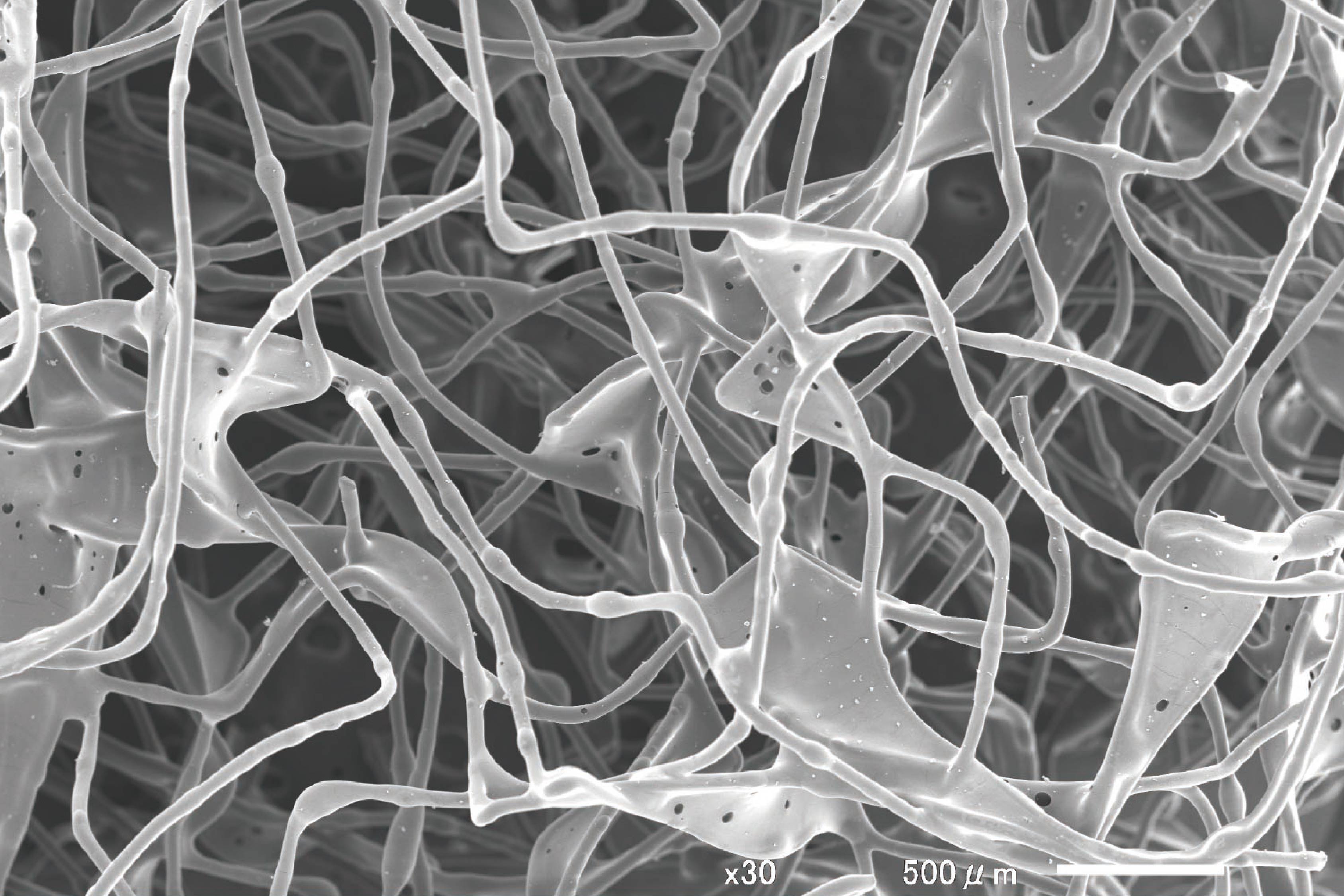 比較用スポンジ